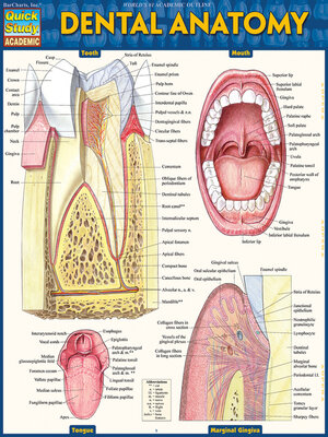 cover image of Dental Anatomy